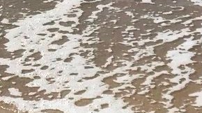 El escualo atrapado esta mañana