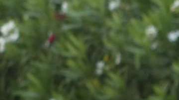 Activistas piden cesar la separación de familias migrantes.