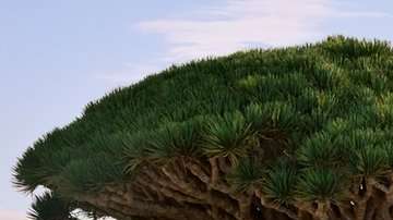 Las islas de Socotra son un prodigio natural.