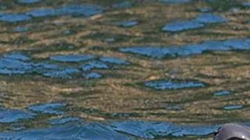 La madre volvía a sacar a su cría muerta a flote.