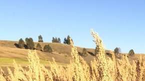 Rodrigo Cisneros en su cultivo de quinua o quinoa.