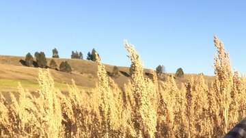 Rodrigo Cisneros en su cultivo de quinua o quinoa.