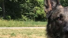 El calor puede dañar las patas de los animales.