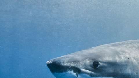 El ataque fue contra tiburones enormes.