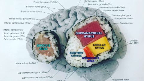 Sushis de salmón y atún, manga y kani muestran diferentes regiones del cerebro en este gráfico hecho por Janelle Letzen.
