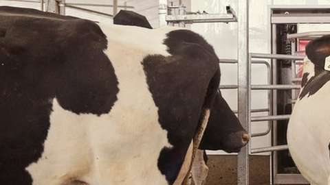 Para empezar, la granja contará con 40 vacas.