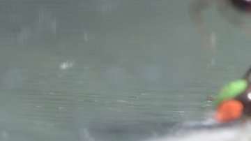 Científicos estudian cómo cooperan las hormigas.