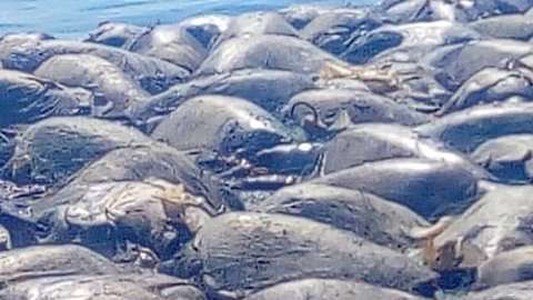 Las tortugas estaban atrapadas por una malla.