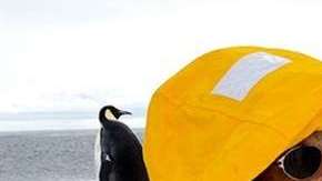 Scott conoce a todas las especies de pingüinos del mundo.