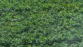 El glifosato es usado a través de diversas marcas comerciales.