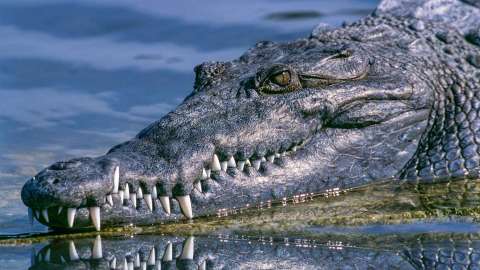 La mujer forcejeó con el reptil para salvar a su mascota.
