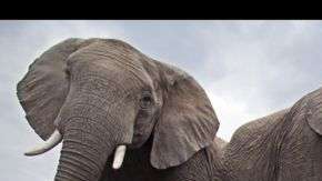 Manada de elefantes en un abrevadero de la Reserva Nacional Maasai Mara, en Kenia. “Las maravillas de la naturaleza: La inteligencia de la Creación” estará en exposición hasta el 11 de diciembre de 2016.