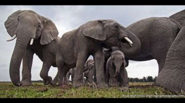 Manada de elefantes en un abrevadero de la Reserva Nacional Maasai Mara, en Kenia. “Las maravillas de la naturaleza: La inteligencia de la Creación” estará en exposición hasta el 11 de diciembre de 2016.