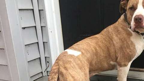 Ratchet es un perrito que por fin se reunió con su familia después de un año.