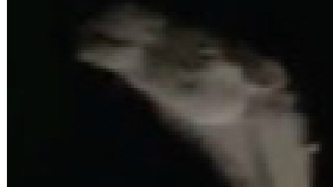 La cabeza del animal quedó expuesta por el techo corredizo del auto.