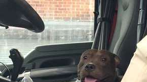 Un camionero salva a un pitbul.