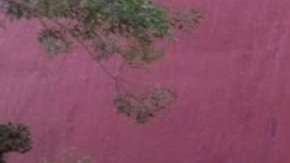 Amenaza del narco en la CDMX.