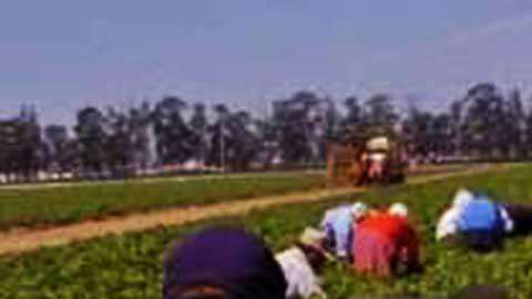 Instan a granjeros de Colorado a "defender" a sus trabajadores indocumentados