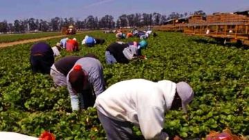 Instan a granjeros de Colorado a "defender" a sus trabajadores indocumentados
