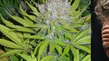 Cuomo creó un grupo de trabajo para legalización de marihuana.