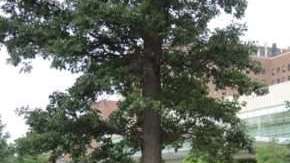 Un hospital de Michigan ha sido demandado por racismo