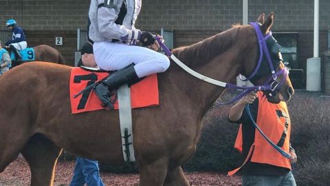 El jinete dominicano Jose Francis Rojas sobre uno de los caballos.