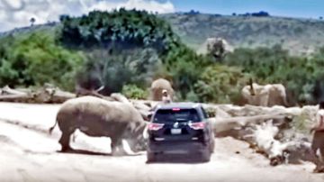 El rinoceronte embistió una camioneta y no la dejó durante unos minutos a pesar de que el conductor aceleró.