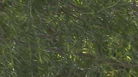 Border Patrol Agents Detain Migrants Near US-Mexico Border