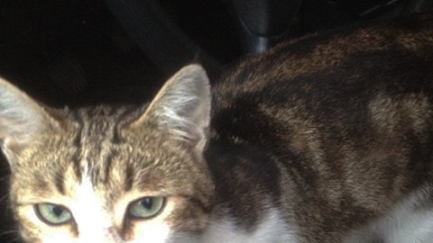 El felino fue entregado a un refugio.