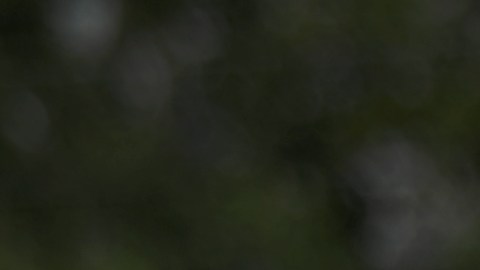 Seguidores de Trump portan carteles o ropa con la "Q", en referencia a QAnon.