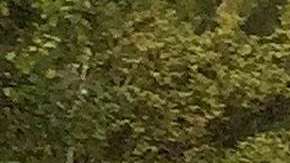 Lance Armstrong, excliclista estadounidense