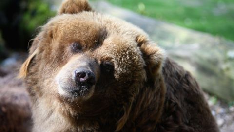 Animals Of Wuppertal Zoo