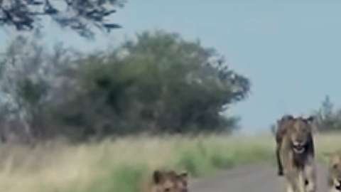 Un visitante filmó la mayor manada de leones vista en el parque Kruger.
