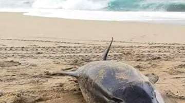 El animal fue hallado en una playa de Oaxaca.