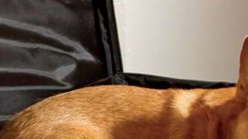 Hospital-Dog-A
