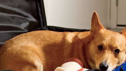 Hospital-Dog-A