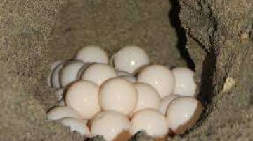 Tráfico de huevos de tortuga en México.