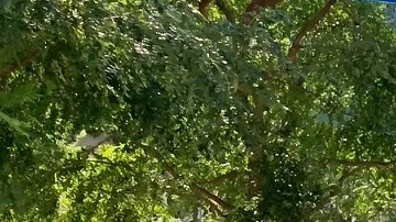 Nelly Guzmán, junto a su esposo Leobardo Alcántara, con sus dos hijas y dos hermanitos en una plaza de Brooklyn.