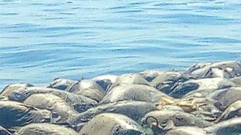 Tortugas golfinas