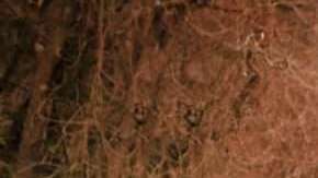 Autos que puedes comprar por menos de $15 mil dólares.