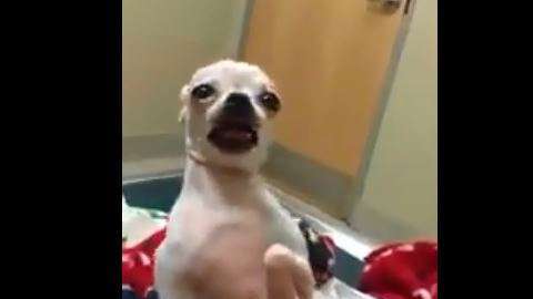 La Chihuahua comió accidentalmente marihuana en un parque.