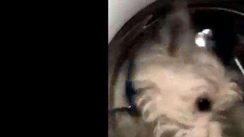 Cuco estaba desesperado por salir.