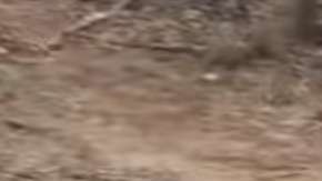 El leopardo esperaba cazar su presa rápidamente.