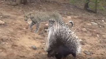 El leopardo esperaba cazar su presa rápidamente.
