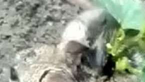 A una rata en la India le crece una planta en la espalda.