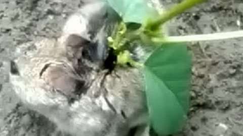 A una rata en la India le crece una planta en la espalda.