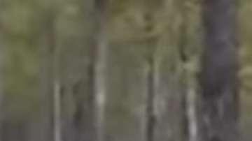 La figura misteriosa de lo que parece ser un lobo gigante.