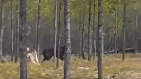 La figura misteriosa de lo que parece ser un lobo gigante.