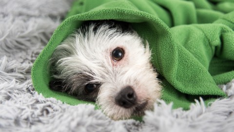 perro enfermo