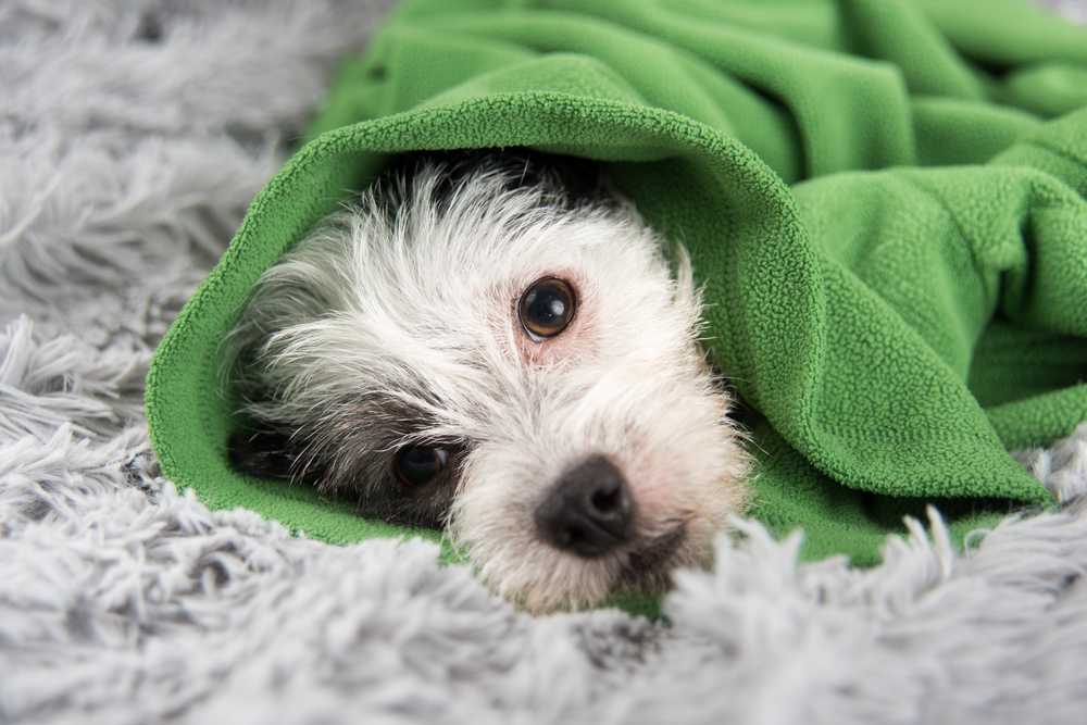 Ojo si tu perro presenta síntomas de influenza.